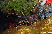 Stenopus hispidus-Komodo Bontoh-9m-20160803nuit-Denis-ADER-DSC_9554_tn